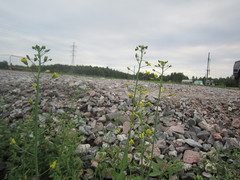 Brassica rapa oleifera