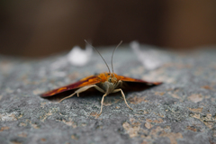 Pyrausta orphisalis