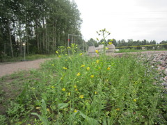 Brassica rapa oleifera