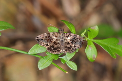 Gorgythion begga begga