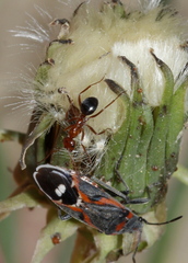Dorymyrmex bicolor