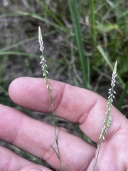 Polygala appendiculata