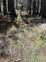 Lupinus angustiflorus