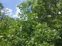 Ptelea trifoliata mollis