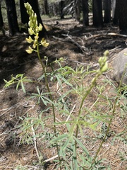Lupinus angustiflorus