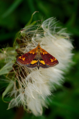 Pyrausta orphisalis
