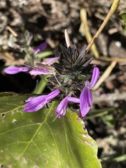 Dicliptera clinopodia