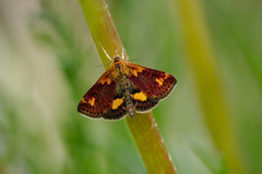Pyrausta orphisalis