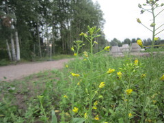 Brassica rapa oleifera