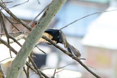 Melanotis caerulescens