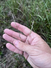 Polygala appendiculata