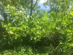 Ptelea trifoliata mollis