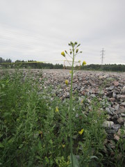 Brassica rapa oleifera