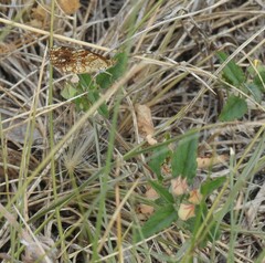 Phyciodes phaon phaon