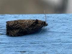 Olethreutes furfuranum