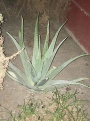 Aloe vera