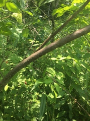Ptelea trifoliata mollis