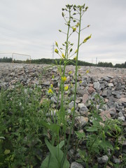 Brassica rapa oleifera