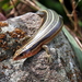 Shanghai Elegant Skink - Photo (c) Eric, some rights reserved (CC BY-NC), uploaded by Eric
