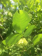 Ptelea trifoliata mollis