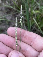 Polygala appendiculata