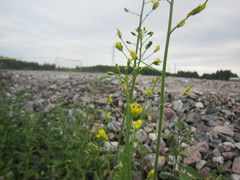 Brassica rapa oleifera