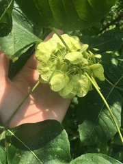Ptelea trifoliata mollis
