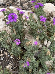 Glandularia tumidula