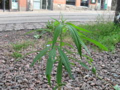 Cannabis sativa