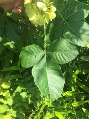 Ptelea trifoliata mollis