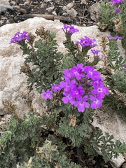 Glandularia tumidula