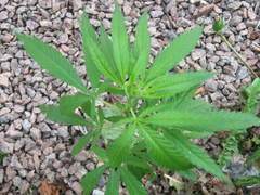 Cannabis sativa