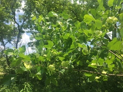 Ptelea trifoliata mollis