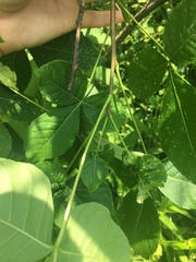 Ptelea trifoliata mollis
