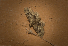 Gymnoscelis lophopus