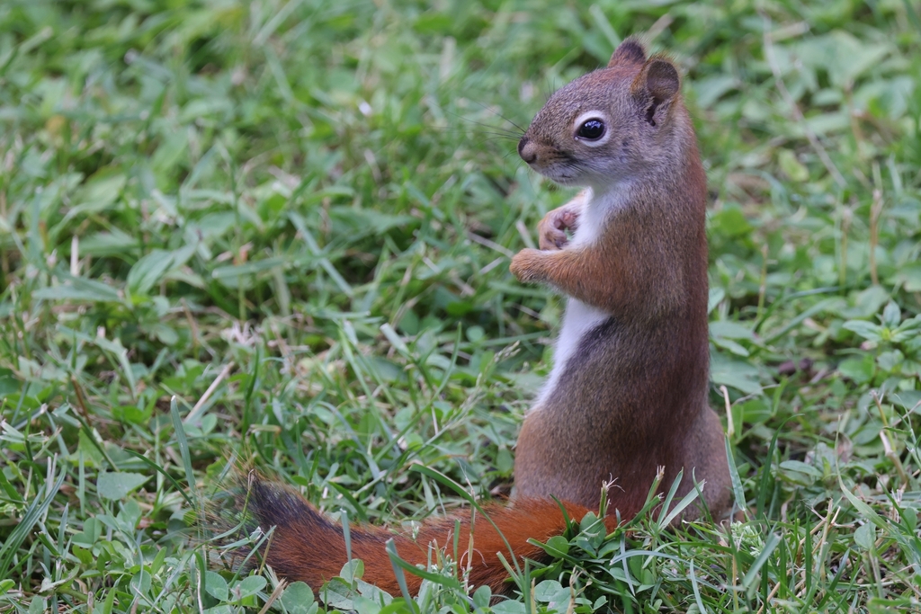 Middle Eastern Red Squirrel