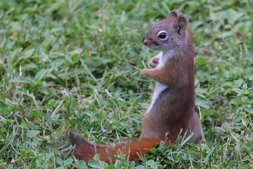 Middle Eastern Red Squirrel