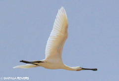 Platalea leucorodia