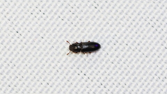 Aulonium parallelopipedum