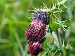 Cirsium suzukii
