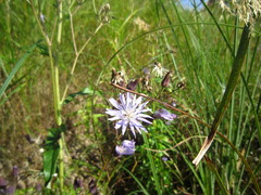 Lactuca sibirica