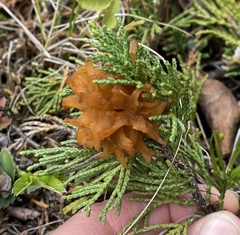 Gymnosporangium clavariiforme