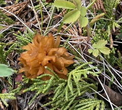 Gymnosporangium clavariiforme
