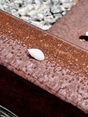 Bulimulus bonariensis