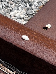 Bulimulus bonariensis