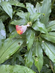 Costus lucanusianus