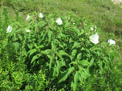 Hibiscus lasiocarpos