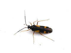 Dryophilocoris flavoquadrimaculatus