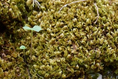 Palamocladium euchloron