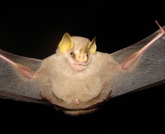 Mesophylla macconnelli